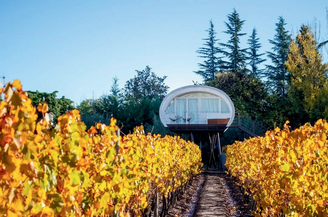 Mendoza: O Encanto Entre Vinhedos e Cordilheiras
